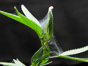 My Favorite Pest Control Remedies