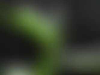 My Favorite Pest Control Remedies