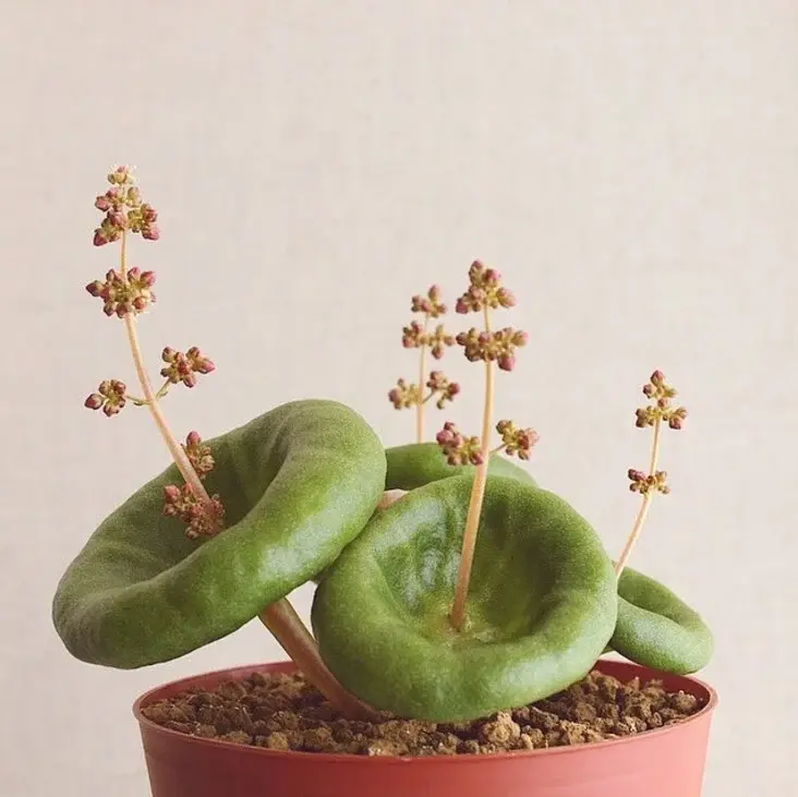Crassula Umbella plant