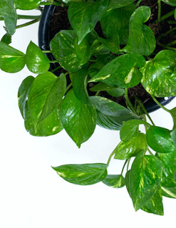 Pothos plant