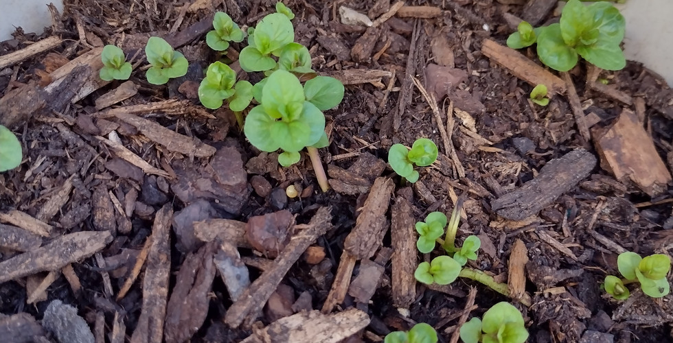 Chocolate Mint sprouting