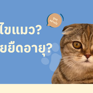 อายุไขแมว