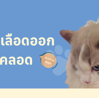 แมวเลือดออกช่องคลอด เกิดจากอะไร? อันตรายไหม พร้อมวิธีดูแลและการรักษา