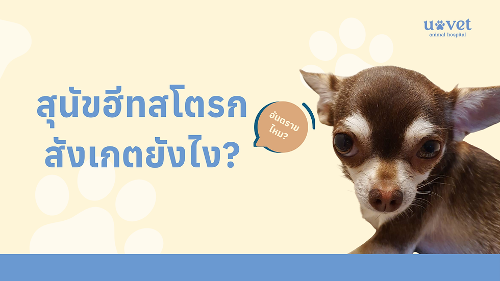 อาการฮีทสโตรก สุนัข สังเกตยังไง? รู้เร็ว ช่วยได้ทัน
