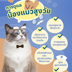 คู่มือดูแลแมวสูงวัย ทำอย่างไรให้น้องแมวอายุ 7 ปีขึ้นไปมีสุขภาพดีและมีความสุข