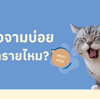 แมวจามบ่อยอันตรายไหม