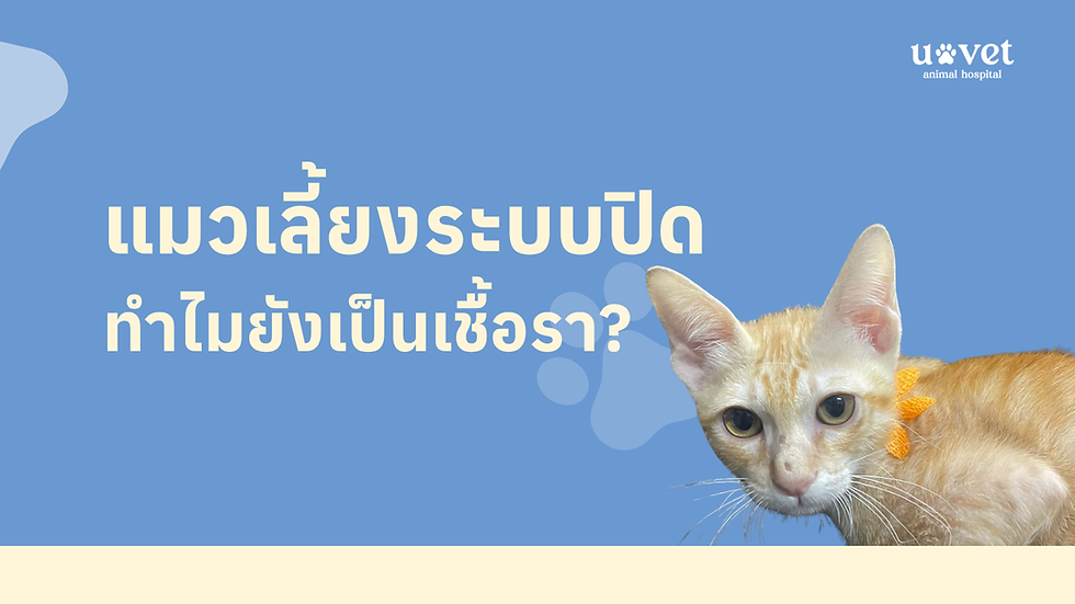 แมวเลี้ยงระบบปิด ทำไมยังเป็นเชื้อราได้