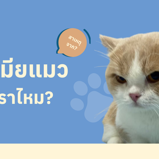 ลูคีเมียแมว คืออะไร? โรคร้ายที่เจ้าของแมวควรรู้และป้องกันให้ทัน