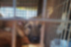 scared-cage-3.jpg