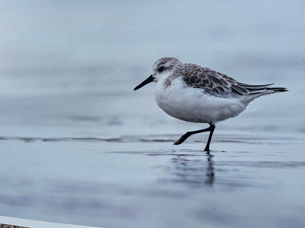 Un oiseau et le ciel gris