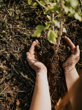 Essential Tree Solutions for a Healthy Landscape