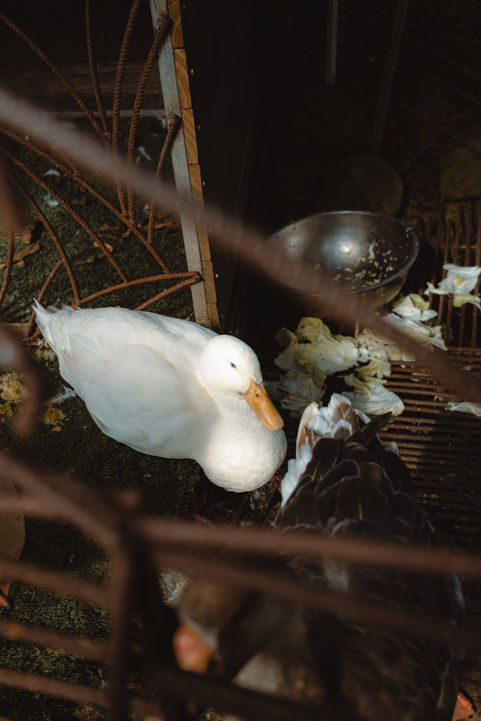 Duck