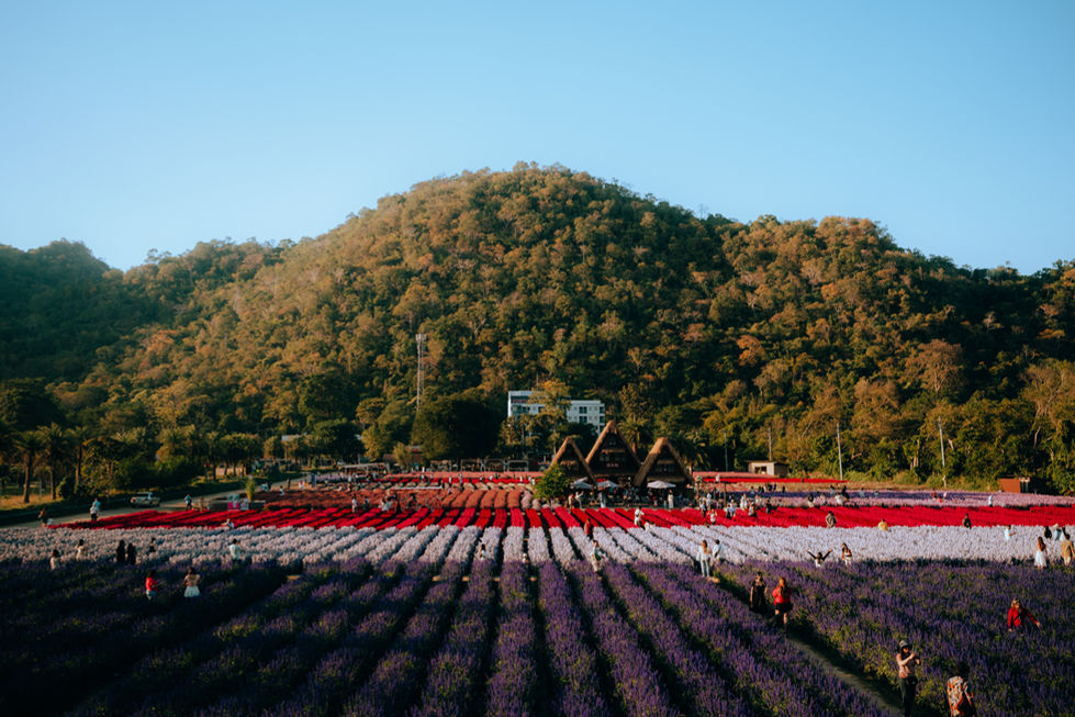 Flower fields