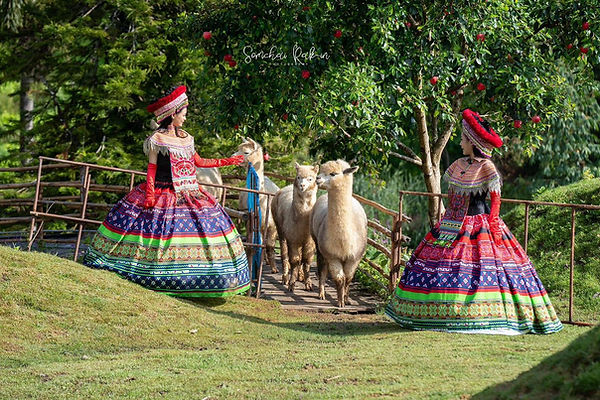 Alpaca Sheep Farm Mon Jam