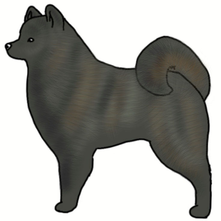 Black Agouti