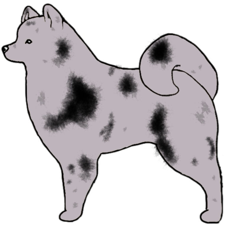 Blue Merle