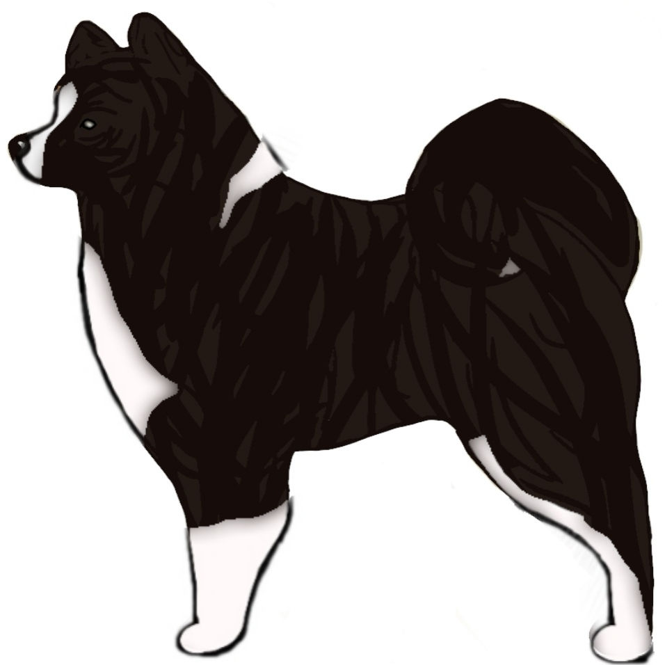Black Brindle White