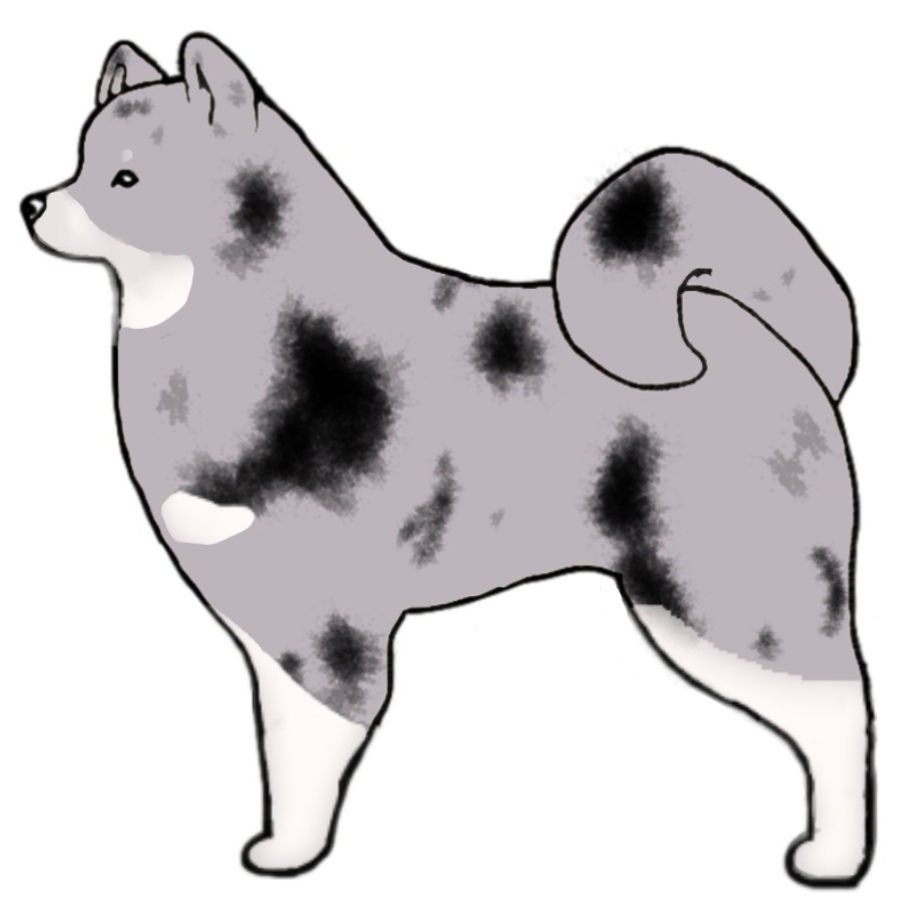 Blue Merle Tan White