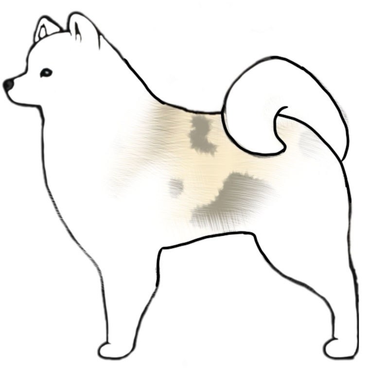 Cream Sable Merle Saddleback