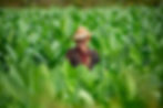 Trabajador en el plantio de Tabaco, Viñales, Cuba, 2018