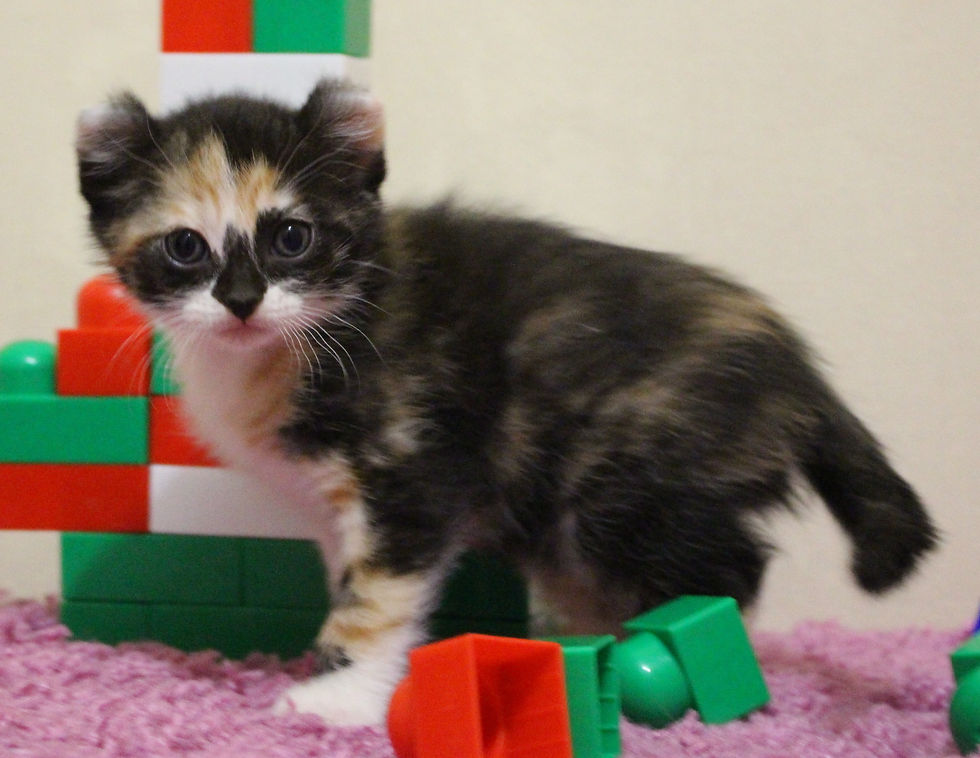 Melati Cat Barbariska