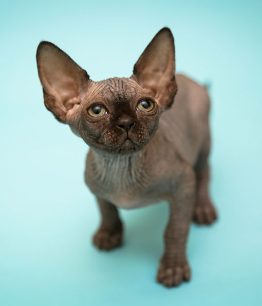 sphynx cattery Melati La Fleur Cherry