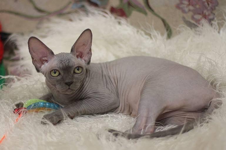 Cash-Ir Gabriella of Melati Cat