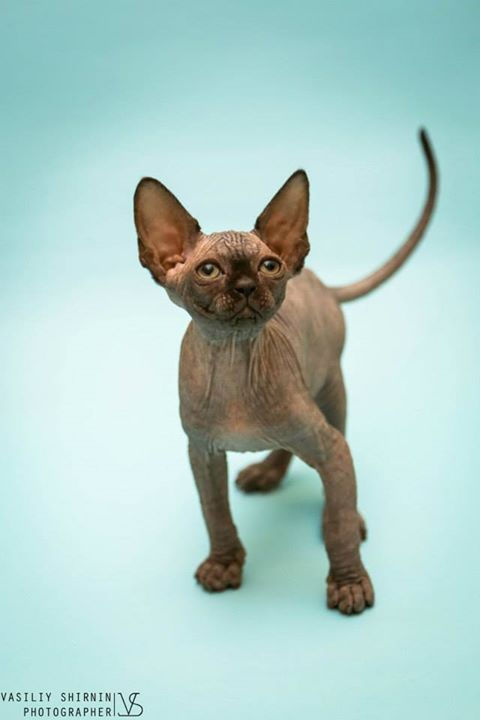 Cherry Melati Cat
