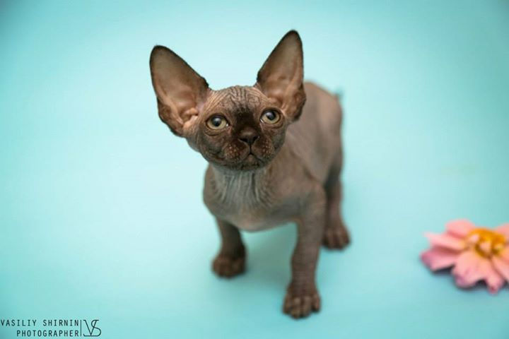 Cherry Melati Cat