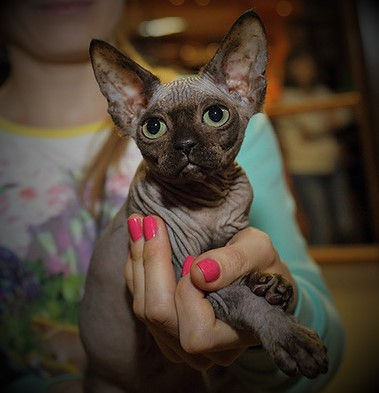 Coco Chanel, SPH, n