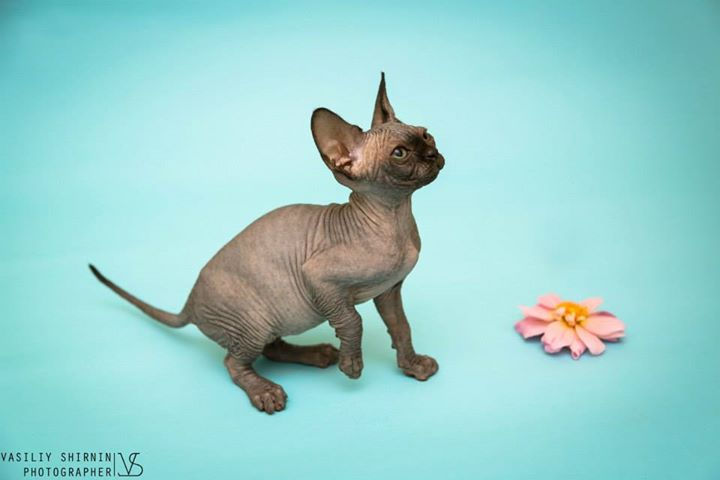 Cherry Melati Cat