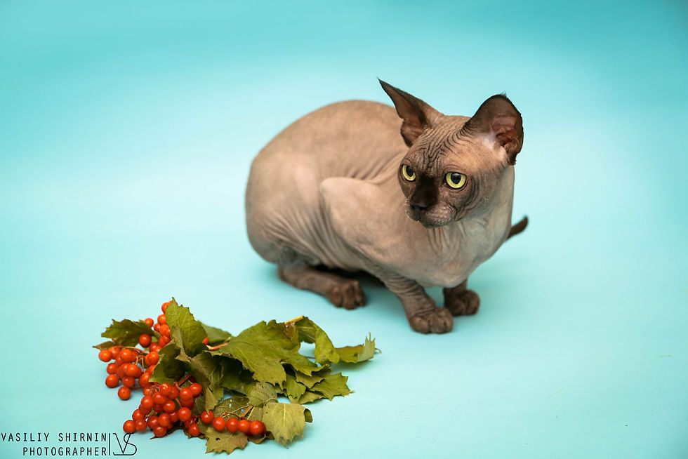 Deniel's Napoleon of Melati Cat