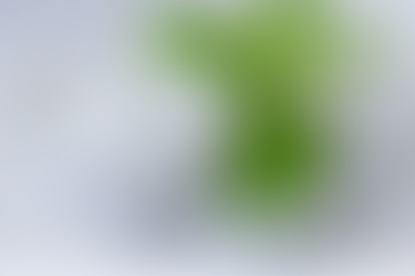 La Stevia, un endulzante sano y natural.