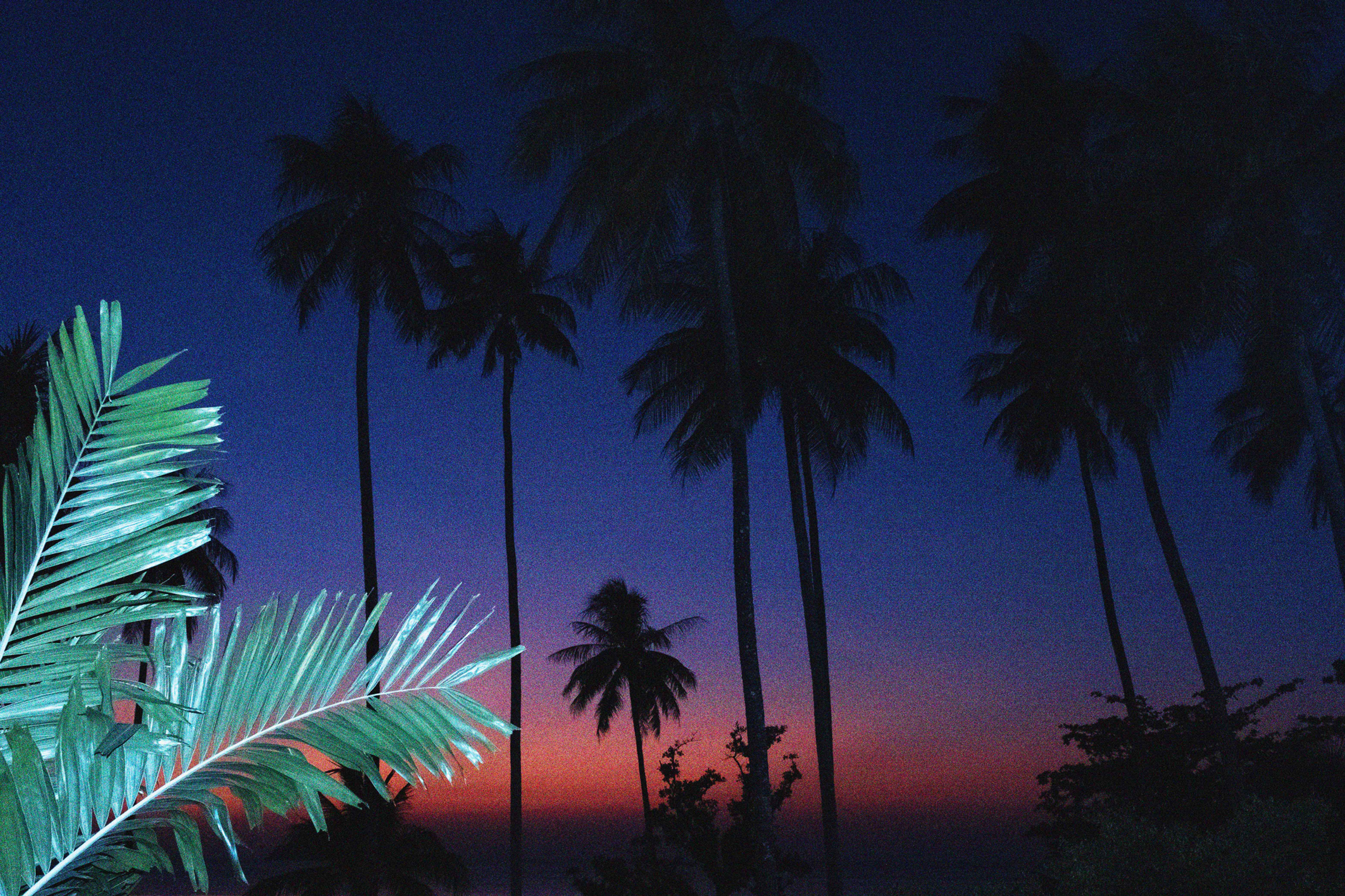 Ultramarine palm trees