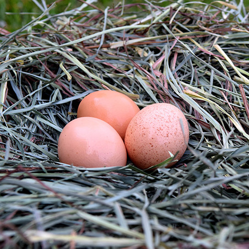 Delta Farm, LLC Dozen Eggs Loomis, CA
