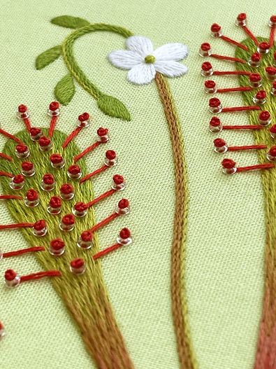 Natalie Rowe - Great Sundew 3.jpg