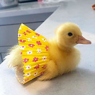 duck8.jpg