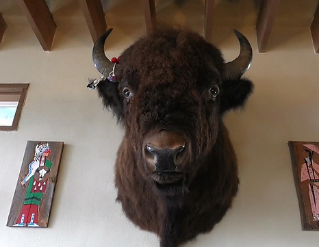 bison.jpg