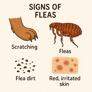 signs of FLEAS PLYMOUTH in plymouth