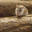 Plymouth Pest control mice
