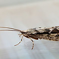 moth plymouth pest control