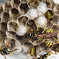Wasp nests in Plymouth