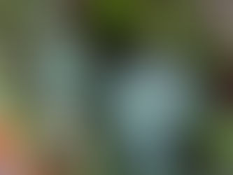 まだ、夏顔の多肉植物