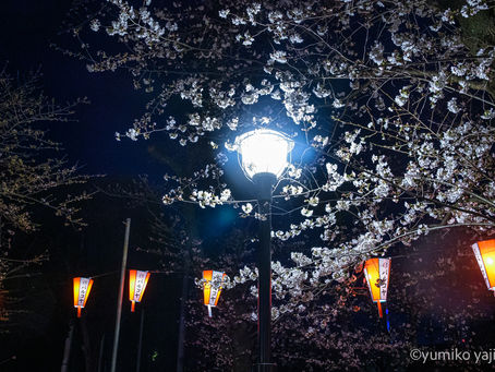 ご機嫌夜桜