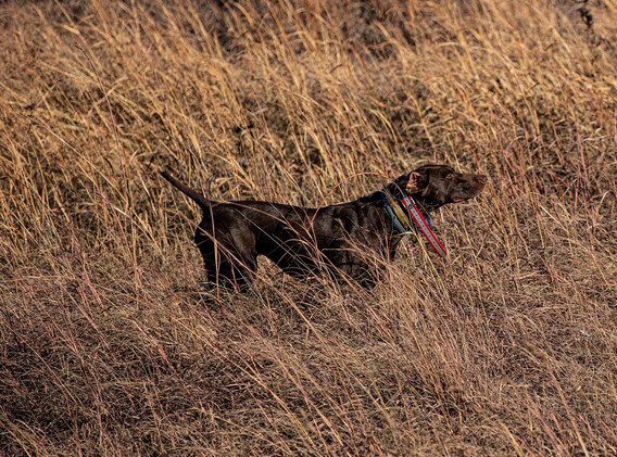 PHEASANT 6.JPG