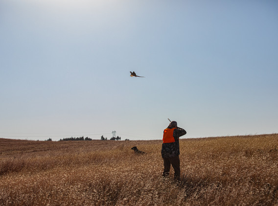 PHEASANT 5.JPG