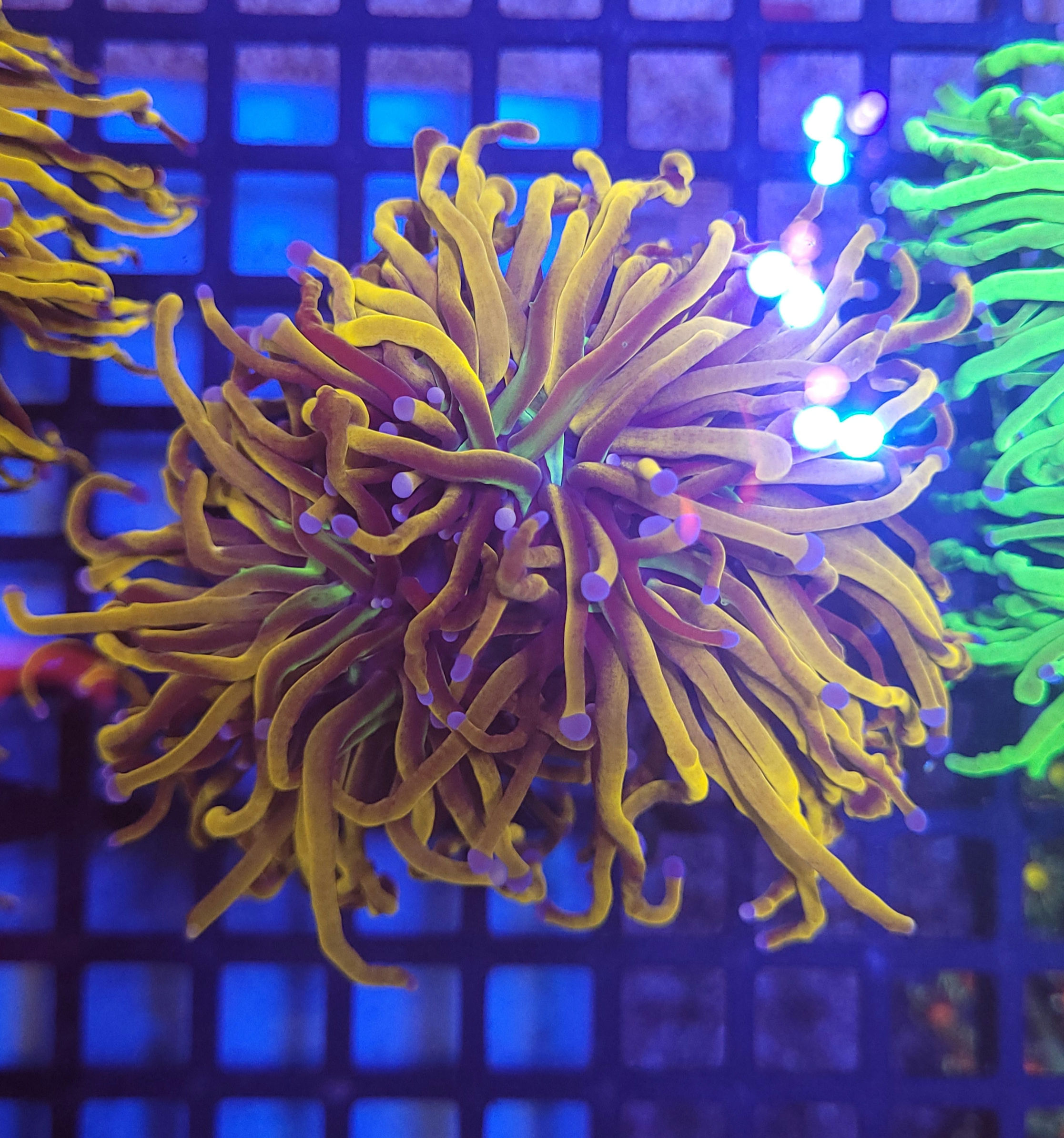 Torch NY Knicks 3 bocas