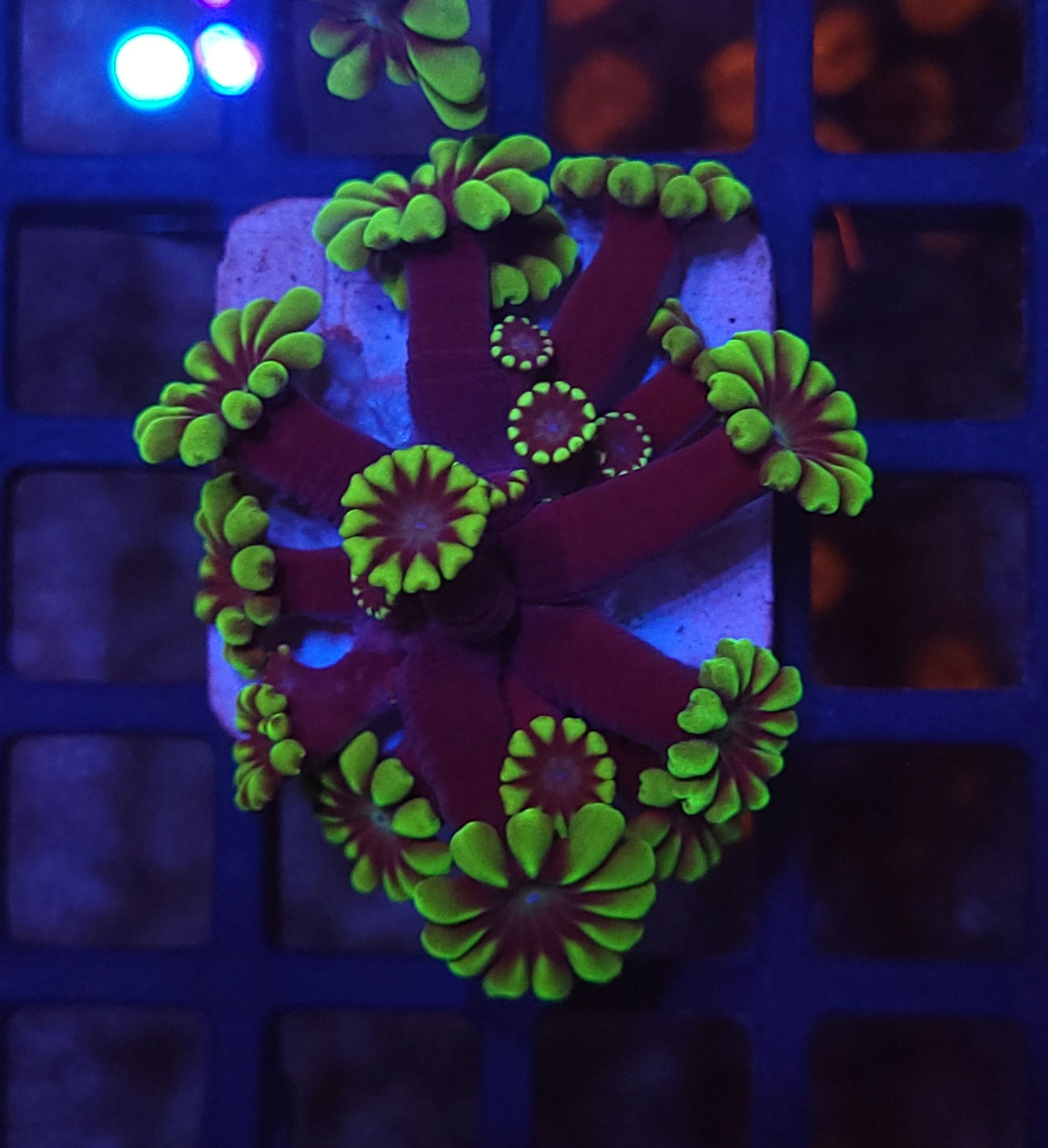 Alveopora Green 