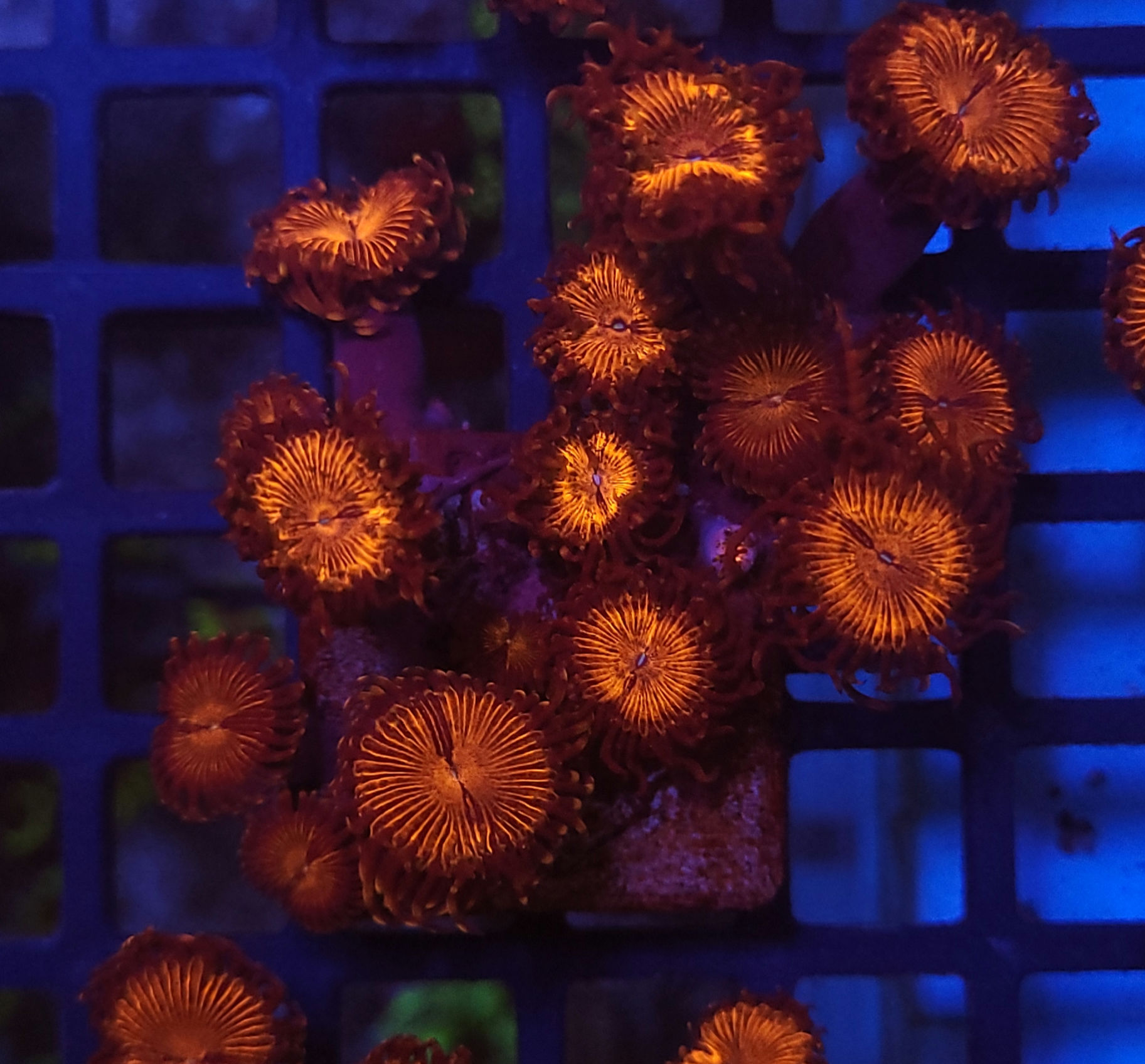 Palythoa Armor of God 