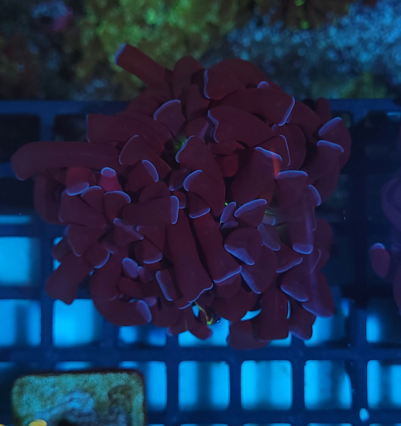 Hammer Rainbow 3 bocas